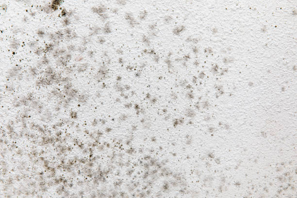 Best Mold Removal for HVAC Installations  in Brandon, SD