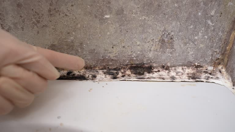 Best Mold Prevention Services  in Brandon, SD